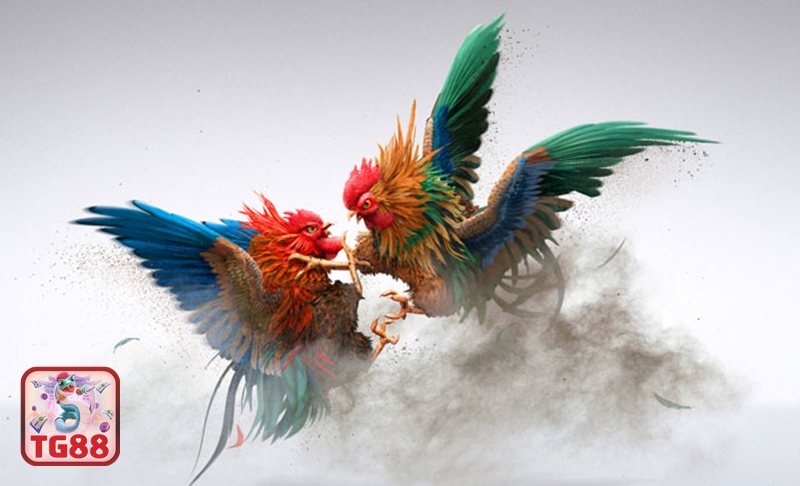 Đá gà TG88 - Đá gà TG88 phổ biến gồm những thể loại nào?